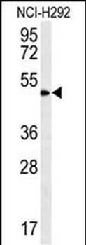 ZNF154 Antibody (N-term)