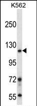 BRD1 Antibody (N-term)