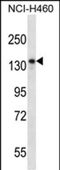 NRD1 Antibody (Center)