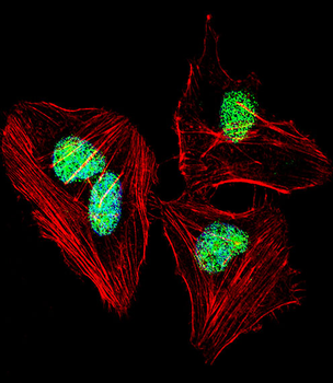 NFIA Antibody (C-term)
