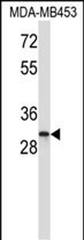 ING1 Antibody (N-term)