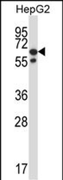 PPM1G Antibody (N-term)