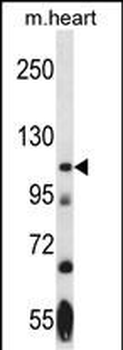 Mouse Nek9 Antibody (Center)