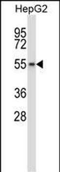 Mouse Wee2 Antibody (Center)