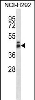 GPR27 Antibody (Center)