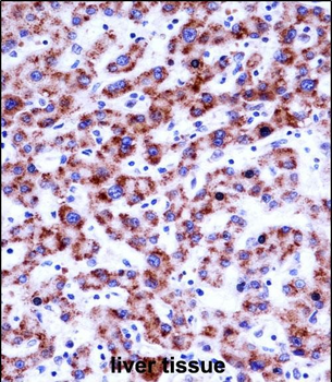 SIGLEC8 Antibody (N-term)