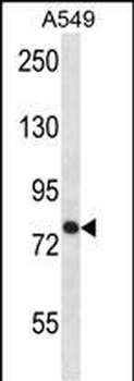 TRPC3 Antibody (C-term)