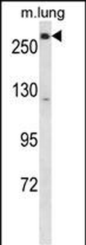 LRP5 Antibody (C-term)