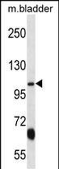KCNQ3 Antibody (C-term)
