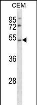 P2RY2 Antibody (C-term)