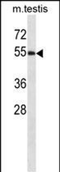 WWOX Antibody (C-term)