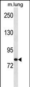 Mouse Hunk Antibody (Center)