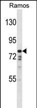 DISC1 Antibody (C-term)