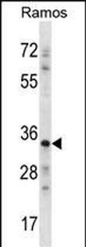 NDN Antibody (N-term)