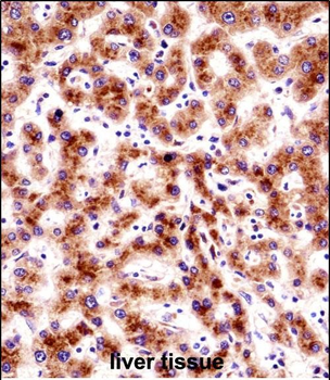 SEC61B Antibody (Center)