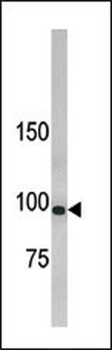 LLGL1 Antibody (N-term)