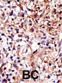 GPIP137 Antibody (C-term)