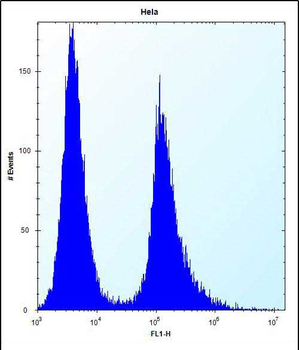 Vimentin Antibody (Center)
