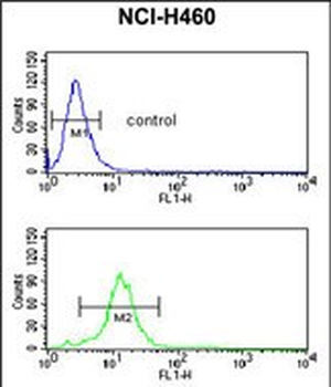 PPAP2C Antibody (C-term)