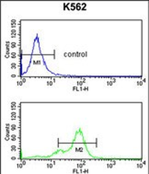 SNRPC Antibody (C-term)