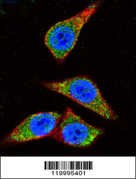 ENOA Antibody (C-term)