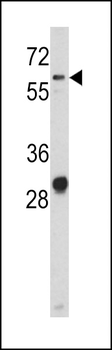 CD166 Antibody (N-term)