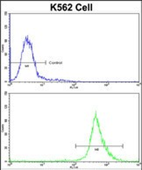 BAG1 Antibody (C-term)
