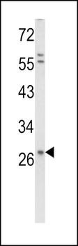 CD138 Antibody (C-term K281)