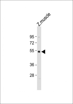 Zebrafish opn4l Antibody (Center)