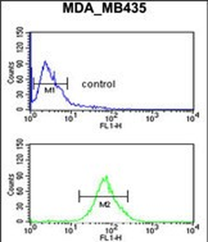 LUZP1 Antibody (C-term)