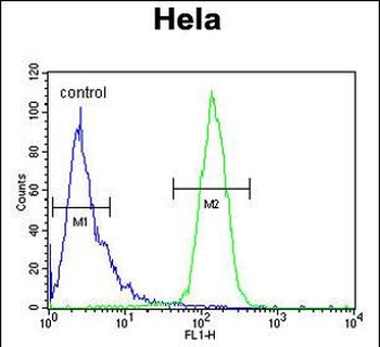 CLEC2B Antibody (Center)
