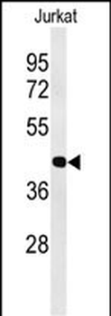 ATF1 Antibody (C-term)