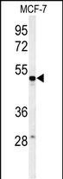 PSG7 Antibody (C-term)