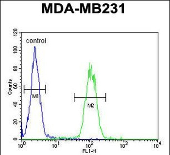 AP1S1 Antibody (N-Term)