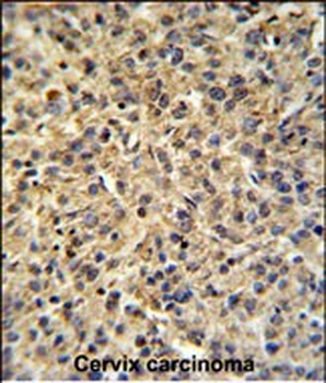 TPRGL Antibody (N-term)