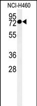 CCDC62 Antibody (C-term)