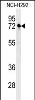 KLHL24 Antibody (Center)