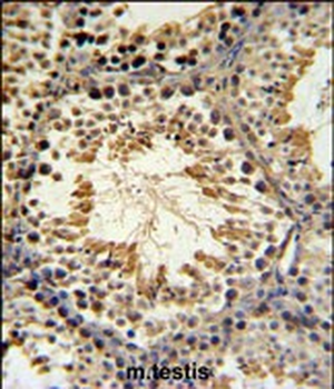 SPG16 Antibody (Center)