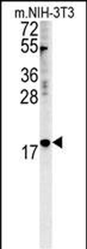 NPM3 Antibody (N-term)