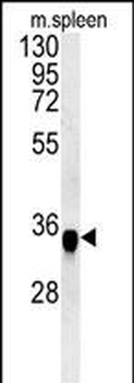 FA49A Antibody (N-term)