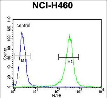 FA49A Antibody (N-term)