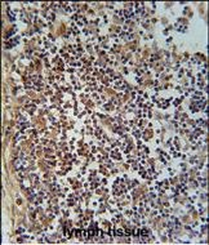 FA49A Antibody (N-term)