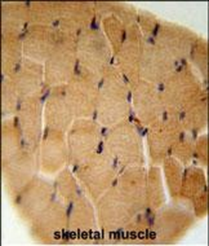 GGNBP2 Antibody (C-term)