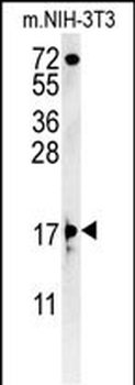 ENY2 Antibody (N-term)