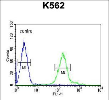 RDH16 Antibody (N-term)
