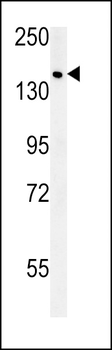 SAMD9 Antibody (C-term)
