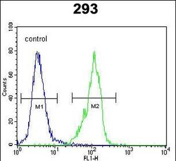 GAL Antibody (C-term)