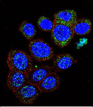 GAL Antibody (C-term)