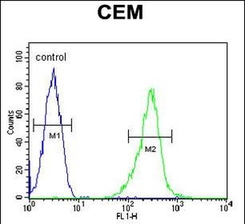 KCNV1 Antibody (N-term)