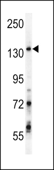 GPRASP1 Antibody (C-term)
